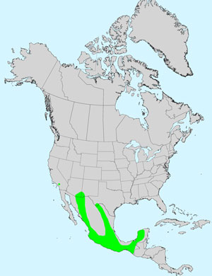 North America species range map for Yerba Porosa, Porophyllum ruderale ssp macrocephalum: Click image for full size map.